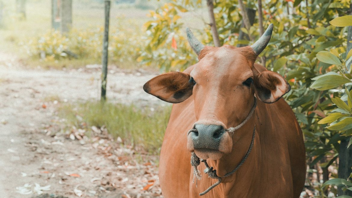 Macchine-per-la-rasatura-dei-bovini